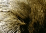 皮毛特写图片