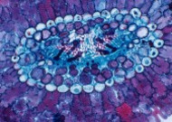 显微细胞图片