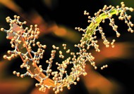 植物生化科技图片大全