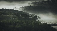 烟雾缭绕的山林图片