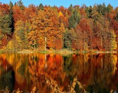 唯美的秋季树林风景图片大全