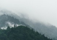 大雾天的森林图片