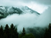 大雾天的森林图片