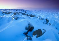 极地冰雪图片