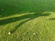 碧绿的草地图片