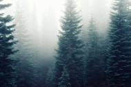 多雾的山和茂盛的森林图片大全