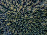 秋天的森林图片