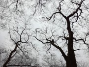 干枯的树枝图片