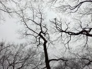 干枯的树枝图片