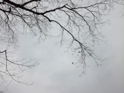 干枯的树枝图片