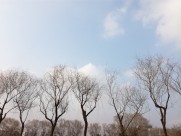 干枯的树枝图片