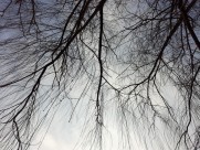 干枯的树枝图片