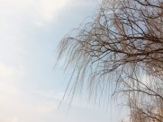 干枯的树枝图片