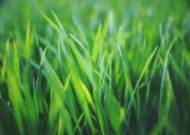 绿油油的草丛图片