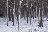 树林里的雪景图片