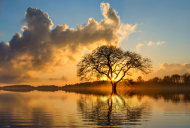 夕阳映照下的一棵树图片