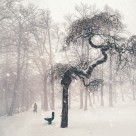 堆满树枝的白雪图片大全