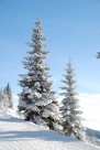 堆满树枝的白雪图片大全