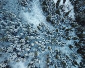 冬季白雪覆盖的树林图片