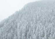 冬季白雪覆盖的树林图片