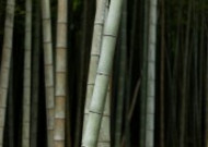 高耸的竹子图片大全