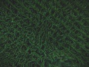 绿色的草地图片