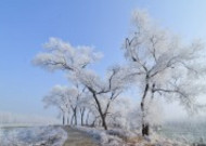 冬日冰冷的雾凇图片