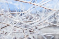 冬日冰冷的雾凇图片