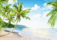 海岛椰树自然风景图片