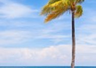 海岛椰树自然风景图片