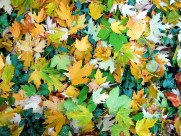 五彩缤纷的枫叶图片