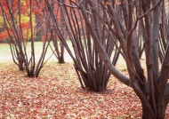 漂亮的枫树和枫叶图片