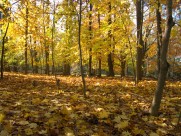 漂亮的枫树和枫叶图片