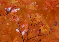 漂亮的枫树和枫叶图片