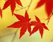 秋日的红叶图片大全