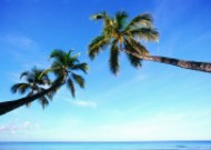 热带椰树绝美风景图片