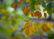 秋叶风景图片