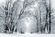 雪天道路两旁风景图片大全
