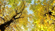 秋季唯美风景图片大全 秋天枫叶图片