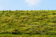 夏日草地风景图片
