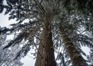 雪中的枝桠图片大全