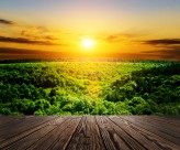 木板树林景色图片