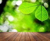 木板树林景色图片