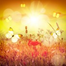 唯美花朵与蝴蝶图片