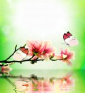 唯美花朵与蝴蝶图片