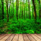 树林木板小道景色图片