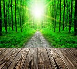 树林木板小道景色图片