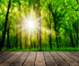 树林木板小道景色图片