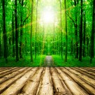 树林木板小道景色图片