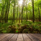 树林木板小道景色图片